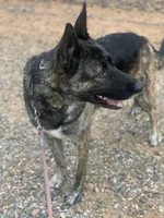 Dutch Shepherd/German Shepherd, a male German Shepherd Dog and Dutch Shepherd for sale in Ignacio, CO – 2 of 9