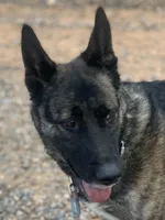 Dutch Shepherd/German Shepherd, a male German Shepherd Dog and Dutch Shepherd for sale in Ignacio, CO – 5 of 9
