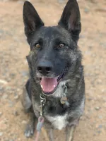 Dutch Shepherd/German Shepherd, a male German Shepherd Dog and Dutch Shepherd for sale in Ignacio, CO – 4 of 9