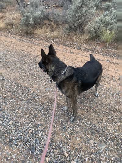 Dutch Shepherd/German Shepherd, a male German Shepherd Dog and Dutch Shepherd for sale in Ignacio, CO – 8 of 9
