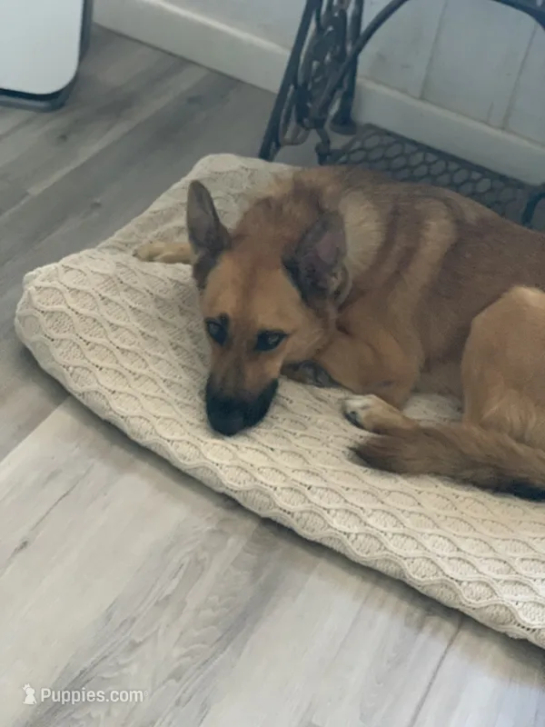 GSD Rescued – German Shepherd Dog puppy for sale in Ignacio, CO