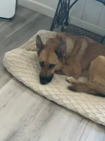 GSD Rescued, a male German Shepherd Dog for sale in Ignacio, CO – 1 of 4