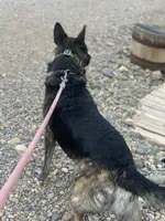 Dutch Shepherd/German Shepherd, a male German Shepherd Dog and Dutch Shepherd for sale in Ignacio, CO – 6 of 9