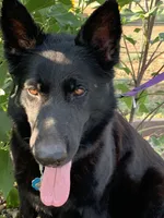 AKC Black F GSD, a female German Shepherd Dog for sale in Ignacio, CO – 3 of 3