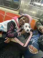 Blanka , a female Schnoodle and Yorkshire Terrier for sale in Manhattan, NY – 4 of 5