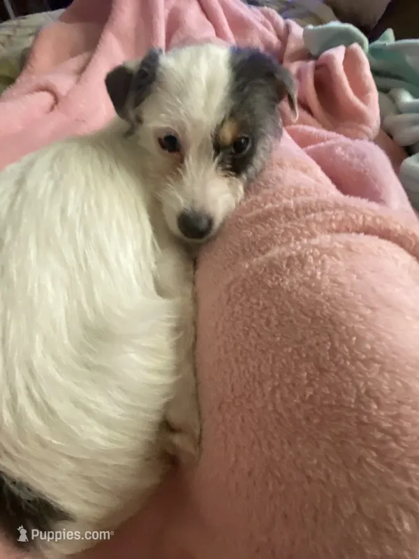 Blanka  – Schnoodle, Yorkshire Terrier puppy for sale in Manhattan, NY