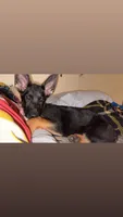 Luna, a female German Shepherd Dog for sale in Halstead, KS – 2 of 3