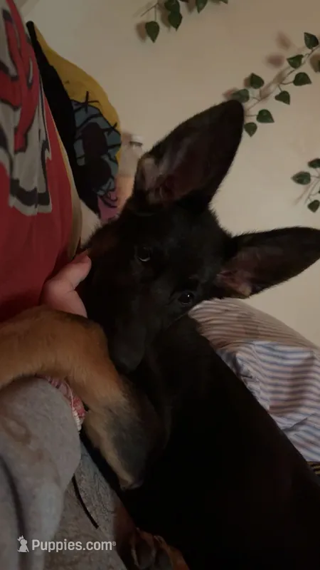 Luna – German Shepherd Dog puppy for sale in Halstead, KS