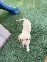 Sweet AKC Golden Female, a female Golden Retriever for sale in Oroville, CA – 4 of 6