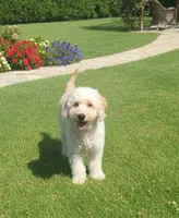 Miniature Goldendoodle, a male Miniature Goldendoodle for sale in Sacramento, CA – Photo 2 of 2