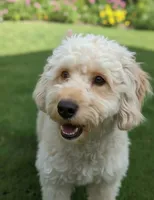 Miniature Goldendoodle, a male Miniature Goldendoodle for sale in Sacramento, CA – Photo 1 of 2