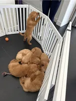 Handsome AKC Golden Male, a male Golden Retriever for sale in Oroville, CA – 3 of 4