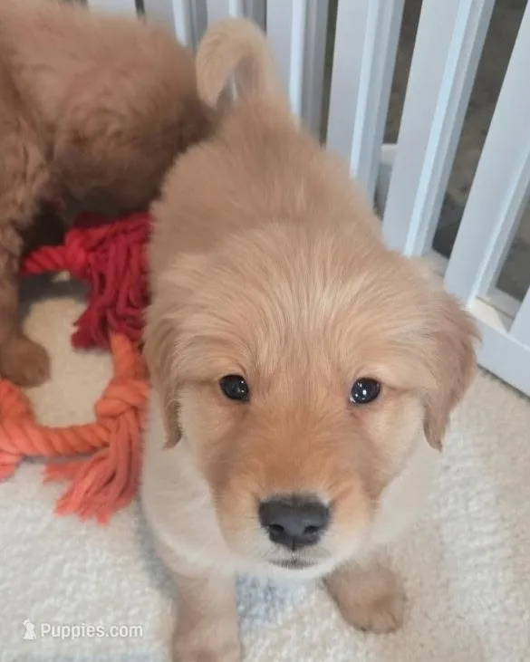 AKC Purebred Golden Retriever