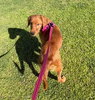 Dark Golden Retriever Female, a female Golden Retriever for sale in Sacramento, CA – 4 of 7