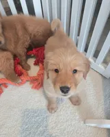 AKC Purebred Golden Retriever, a female Golden Retriever for sale in Sacramento, CA – Photo 4 of 9