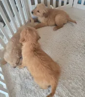 AKC Purebred Golden Retriever, a female Golden Retriever for sale in Sacramento, CA – Photo 6 of 9