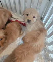 AKC Purebred Golden Retriever, a female Golden Retriever for sale in Sacramento, CA – Photo 5 of 9