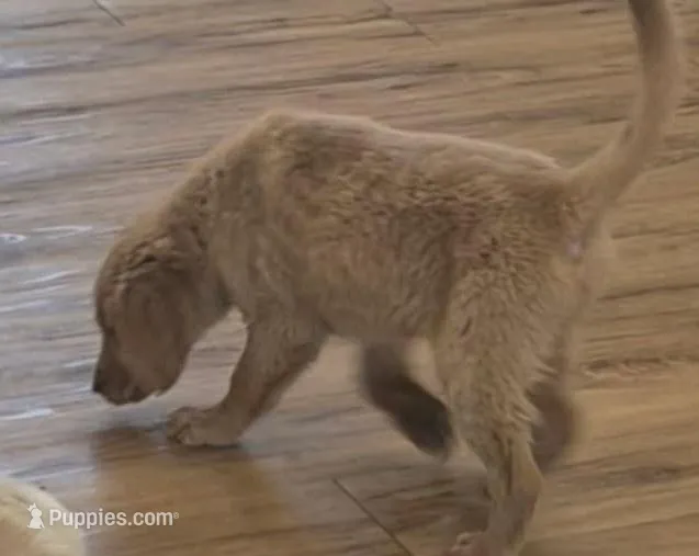 AKC Purebred Golden Retriever – Golden Retriever puppy for sale in Sacramento, CA