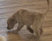 AKC Purebred Golden Retriever, a male Golden Retriever for sale in Sacramento, CA – Photo 1 of 7