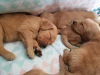 AKC Purebred Golden Retriever, a male Golden Retriever for sale in Sacramento, CA – Photo 5 of 7