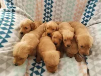 AKC Purebred Golden Retriever, a male Golden Retriever for sale in Sacramento, CA – Photo 4 of 7