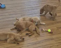 AKC Purebred Golden Retriever, a male Golden Retriever for sale in Sacramento, CA – Photo 2 of 7