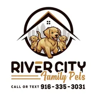 AKC Purebred Golden Retriever, a male Golden Retriever for sale in Sacramento, CA – Photo 7 of 7