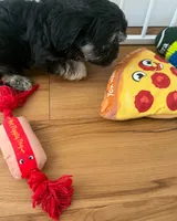 Adorable Havanese Male Puppy - Ready Now, a male Havanese for sale in Sacramento, CA – 3 of 5