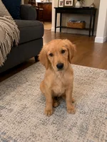 AKC Purebred Golden Retriever, a female Golden Retriever for sale in Sacramento, CA – 2 of 3