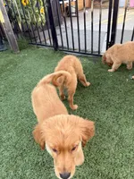 Handsome AKC Golden Male, a male Golden Retriever for sale in Oroville, CA – 2 of 4