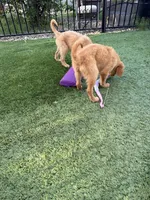 Beautiful AKC Golden Girl, a female Golden Retriever for sale in Oroville, CA – 2 of 4
