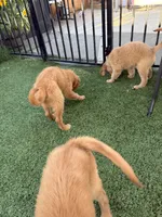 🐾 Meet Your New Best Friend, a male Golden Retriever for sale in Oroville, CA – 3 of 6