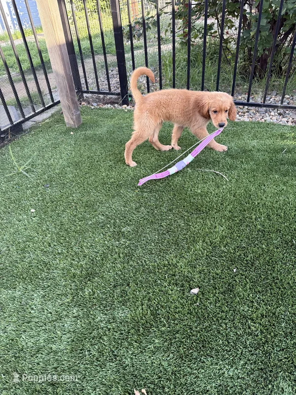 Beautiful AKC Golden Girl – Golden Retriever puppy for sale in Oroville, CA