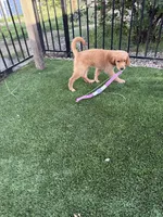 Beautiful AKC Golden Girl, a female Golden Retriever for sale in Oroville, CA – 1 of 4