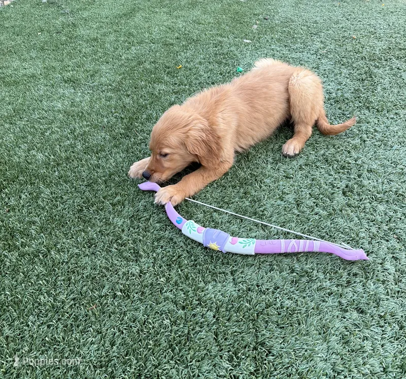 Handsome AKC Golden Male – Golden Retriever puppy for sale in Oroville, CA