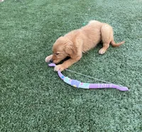 Handsome AKC Golden Male, a male Golden Retriever for sale in Oroville, CA – 1 of 4