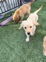 Sweet AKC Golden Female, a female Golden Retriever for sale in Oroville, CA – 3 of 6
