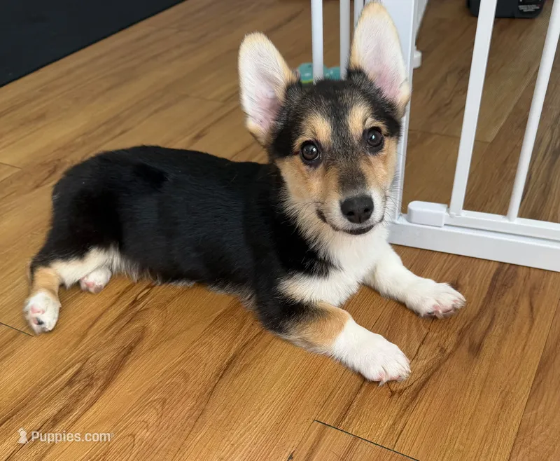 Beautiful Corgi Female Puppy – Pembroke Welsh Corgi puppy for sale in Sacramento, CA