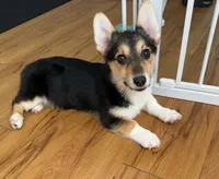 Beautiful Corgi Female Puppy, a female Pembroke Welsh Corgi for sale in Sacramento, CA – 1 of 2