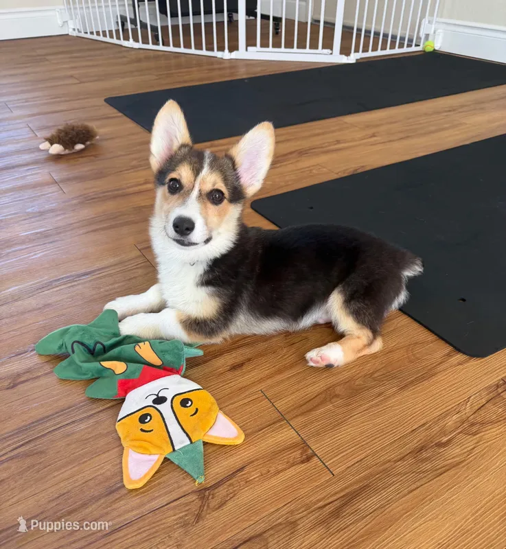 Family-Friendly Corgi Male Puppy – Pembroke Welsh Corgi puppy for sale in Sacramento, CA