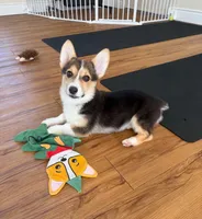 Family-Friendly Corgi Male Puppy, a male Pembroke Welsh Corgi for sale in Sacramento, CA – 1 of 3