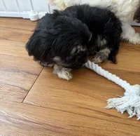 Adorable Havanese Male Puppy - Ready Now, a male Havanese for sale in Sacramento, CA – 2 of 5