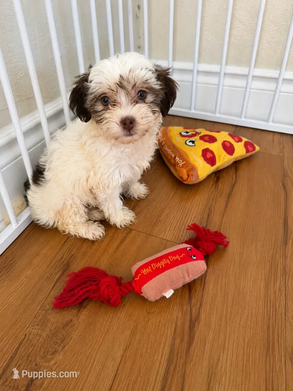  Adorable Havanese Female Puppy - Ready Now – Havanese puppy for sale in Sacramento, CA