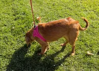 Dark Golden Retriever Female, a female Golden Retriever for sale in Sacramento, CA – 5 of 7