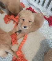 AKC Purebred Golden Retriever, a female Golden Retriever for sale in Sacramento, CA – Photo 7 of 7