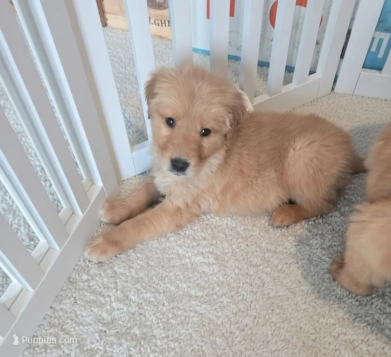 AKC Purebred Golden Retriever