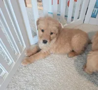 AKC Purebred Golden Retriever, a female Golden Retriever for sale in Sacramento, CA – Photo 1 of 7