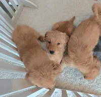 AKC Purebred Golden Retriever, a female Golden Retriever for sale in Sacramento, CA – Photo 6 of 7