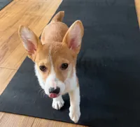 Lovable Corgi Female Puppy, a female Pembroke Welsh Corgi for sale in Sacramento, CA – 4 of 5