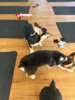 Family-Friendly Corgi Male Puppy, a male Pembroke Welsh Corgi for sale in Sacramento, CA – 2 of 3